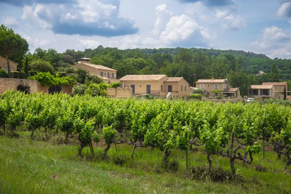 Vignes verdoyantes du domaine de la Légion à Puyloubier, devant des mas en pierre au cœur du vignoble provençal.